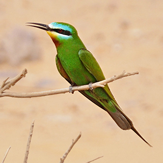 Ain Khadra - Green bee-eater